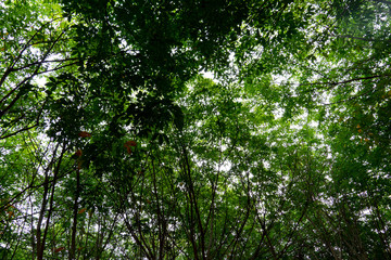 The view under the shadow of the green leaves and branch rubber plantation to the sky.