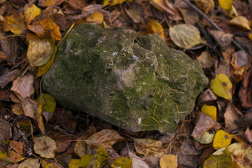 Moss-covered stone lies on the ground among the foliage