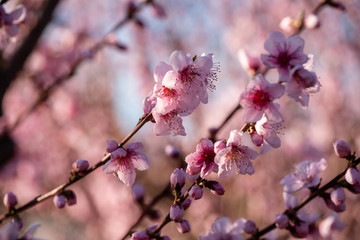Fleurs de pêchers