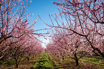 Champ de pêchers au printemps