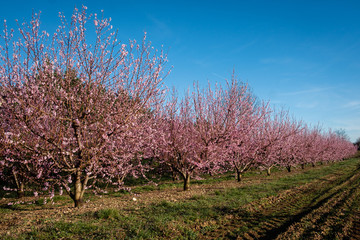 Naklejka premium Champs de pêchers au printemps
