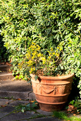 Old beautiful plant pot in the garden. Spring greens. 