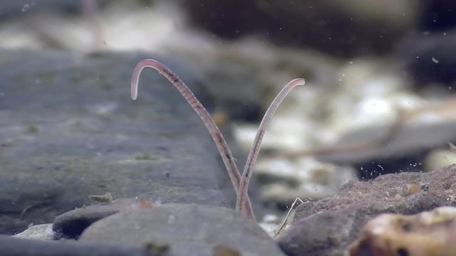 Tubifex, Schlammr&ouml;hrenwurm , Bachr&ouml;hrenwurm