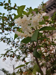 flowers of apple tree in spring
