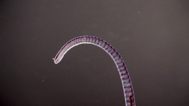 Tubifex, Schlammr&ouml;hrenwurm , Bachr&ouml;hrenwurm