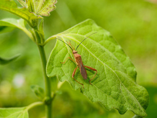 green bug on leaf