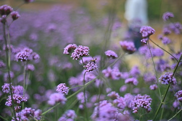 purple flower field close up