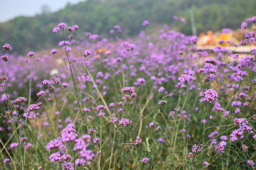 purple flower field close up