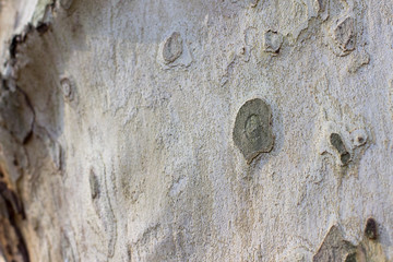 Baumrinde