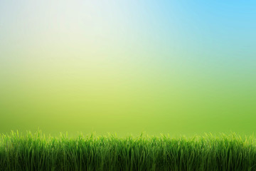 Obraz na płótnie Canvas green grass nature background