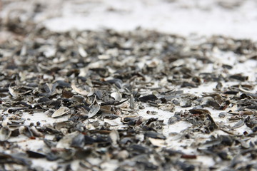 Black on the outside of the husk of sunflower seeds as a background 