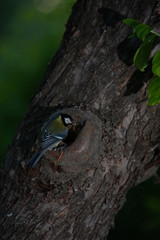 bird on a tree