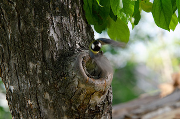 Fototapeta premium woodpecker on tree