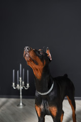 Beautiful Doberman stands and looks up against a black wall and candlesticks in a photo studio