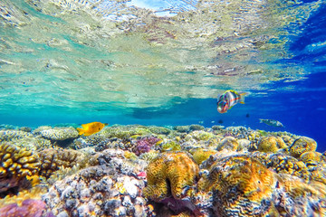 colorful coral reef and bright fish