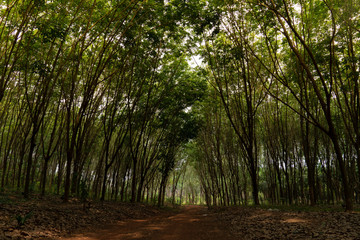 Soil road shady in rubber plantations at Thailand.