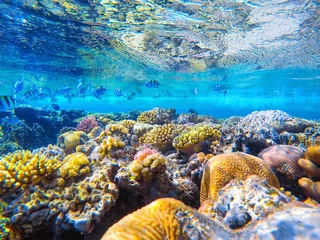 Gartenposter Fotos buntes Korallenriff und leuchtende Fische