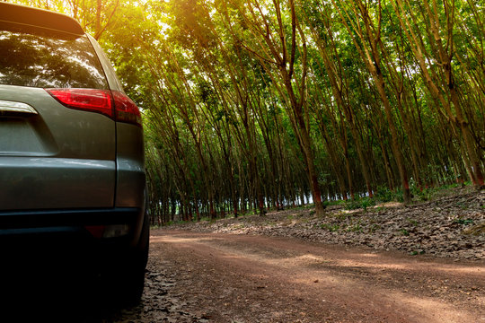 Back Side Of Gray Family Car Stop Beside Soil Road Under Shadow Of Rubber Tree Plantation.