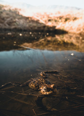 Frog in water rest in the nature lake animal wildlife