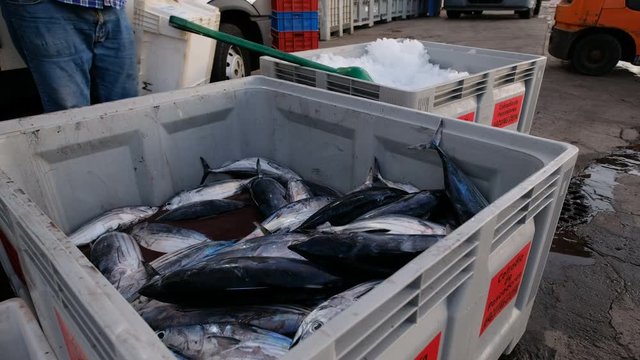 Tuna in Arguineguin trade asociation