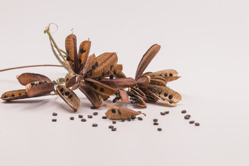 Dried seeds sensitive plant or sleepy plant isolate on white background.