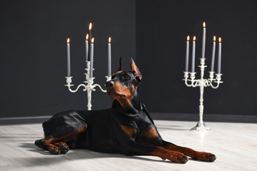 Beautiful Doberman is lying on the laminate floor against a black wall with candlesticks in a photo...