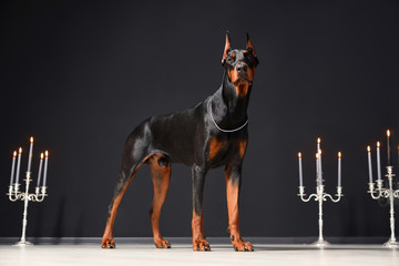 A beautiful young Doberman stands against a black wall and candlesticks with burning candles. Proud doberman - obrazy, fototapety, plakaty