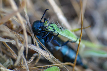 Makroaufnahme eines schwarzblauen Ölkäfer (Meloe proscarabaeus) beim Verzehr eines Grashalms mit...