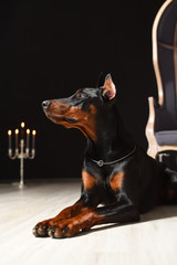 Beautiful Doberman is lying on the laminate floor against a black wall with candlesticks in a photo...