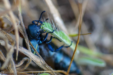 Makroaufnahme eines schwarzblauen Ölkäfer (Meloe proscarabaeus) beim Verzehr eines Grashalms mit Details der Mundwerkzeuge	