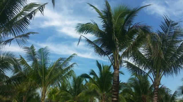 High coconut trees in the sunny tropic isolated on the sky background with white clouds pov. Eco hiking travel, happy peaceful vacation. Freedom concept, relaxation and enjoyment at summertime