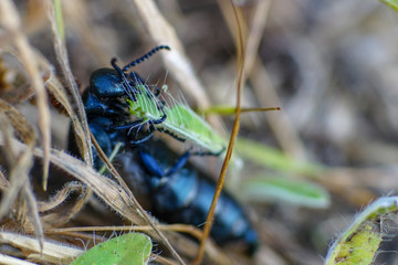 Makroaufnahme eines schwarzblauen Ölkäfer (Meloe proscarabaeus) beim Verzehr eines Grashalms mit Details der Mundwerkzeuge	