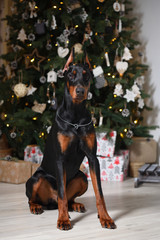 Beautiful young Doberman dog sits on the background of the Christmas tree.
