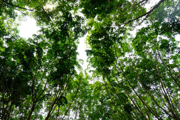 The view under the shadow of the green leaves and branch rubber plantation to the sky.