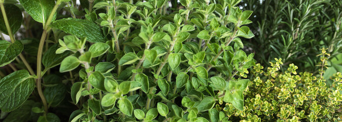 Fresh culinary herbs