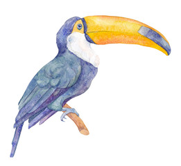 Toucan bird. Watercolor illustration. 