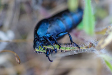 Makroaufnahme eines schwarzblauen Ölkäfer (Meloe proscarabaeus) beim Verzehr eines Grashalms mit Details der Mundwerkzeuge	