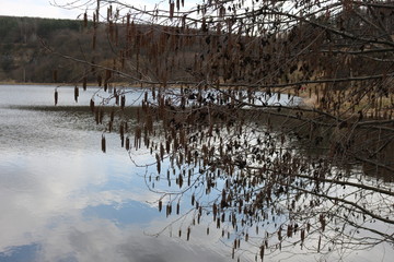  Dry alder seeds look beautiful on the background of lake water