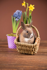 Easter rabbit in a basket. Tulips, easter daffodils and hyacinths.