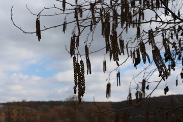 Alder blossomed in spring on the bank of the river.