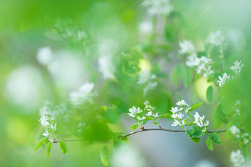 Obraz na płótnie Canvas White spring flowers. Flowering Serviceberry (Amelanchier alnifolia)