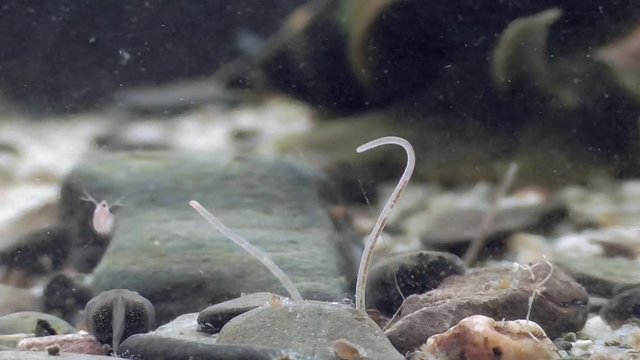 Tubifex, Schlammr&ouml;hrenwurm , Bachr&ouml;hrenwurm