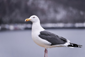 seagull perches on a shore