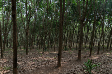The rubber tree plantations are beautiful in Thailand.
