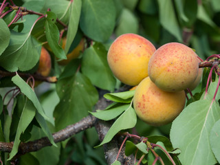 Branch of apricot tree with fruits in a garden.