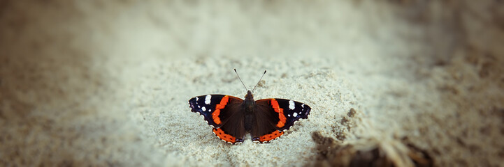Obraz premium butterfly sits on the sand. Web banner.