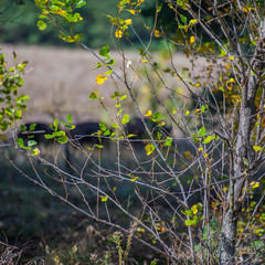 silhouettes of wild boars in the autumn forest on a sunny day.
