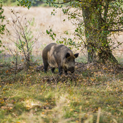 Female wild boar on the background of the autumn forest.