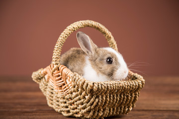 Easter bunny in a wicker basket.