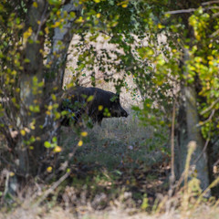 Female wild boar in the autumn forest on a sunny day.